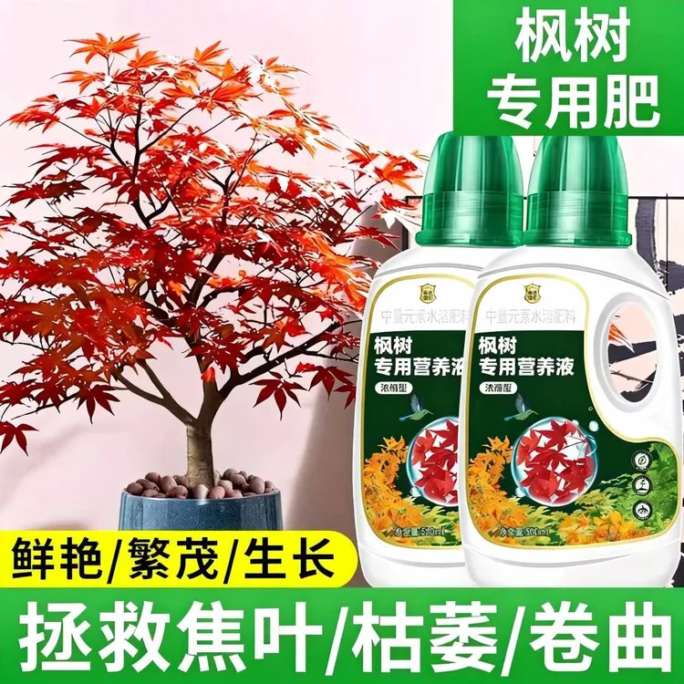 红枫树浓缩营养液花肥黄金流泉枫专用肥料红舞姬老桩水溶肥液体肥