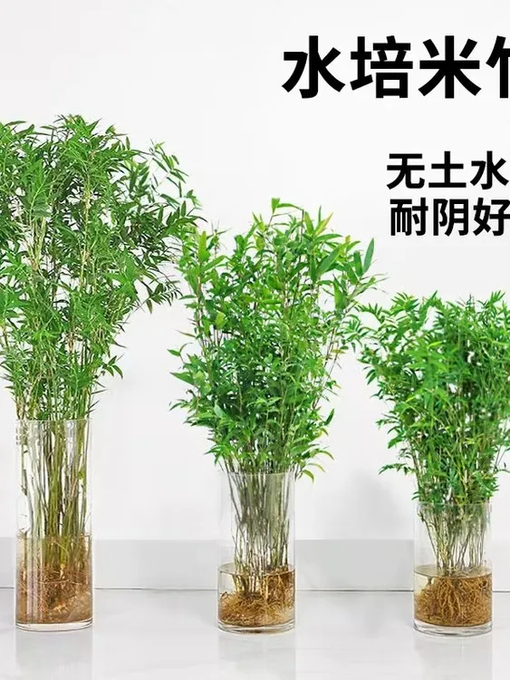 水培米竹发货新手土培观赏米竹观赏竹客厅懒人植物绿植种植好养活