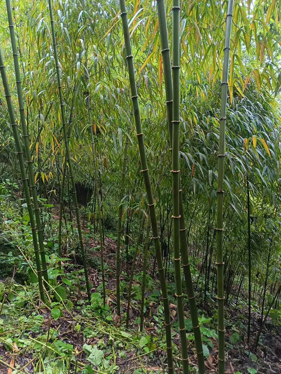 盐边高山刺竹笋 笋干