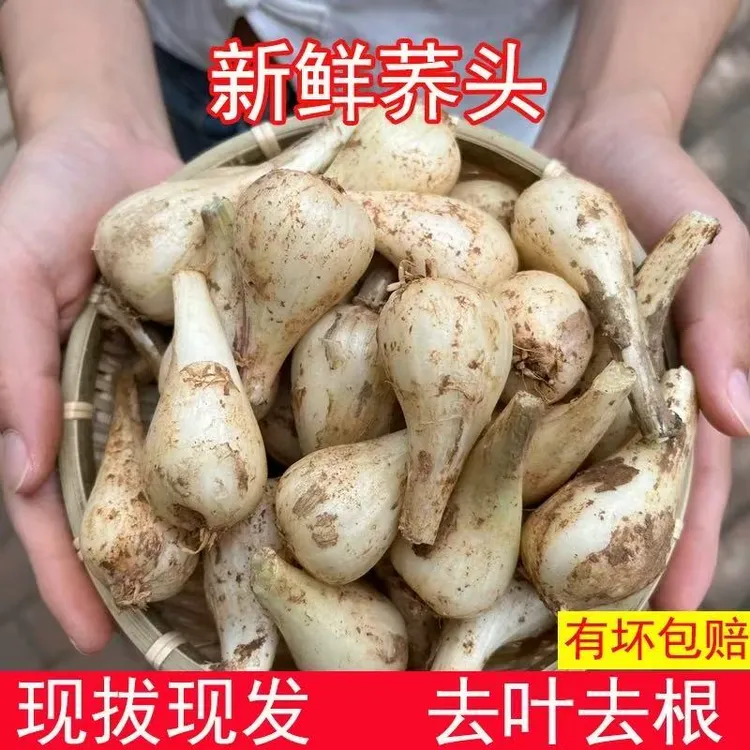 江西农家现挖新鲜小米教头荞头藠头当季时令疏菜新鲜茭白小蒜茭头商品图