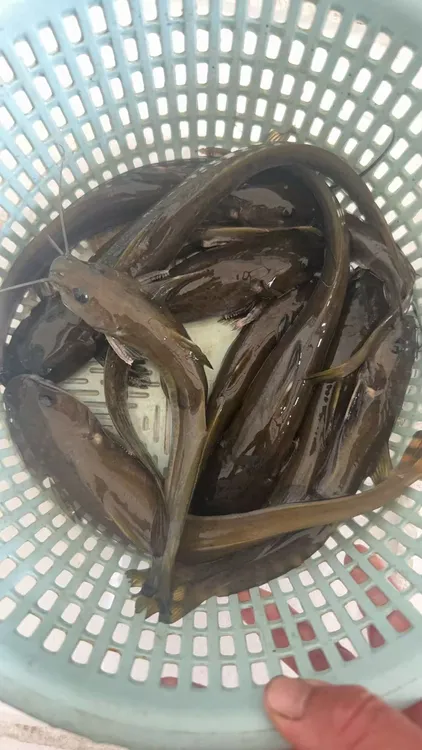 原生态牛尾巴   马尾巴鱼   顺丰包邮净膛发货