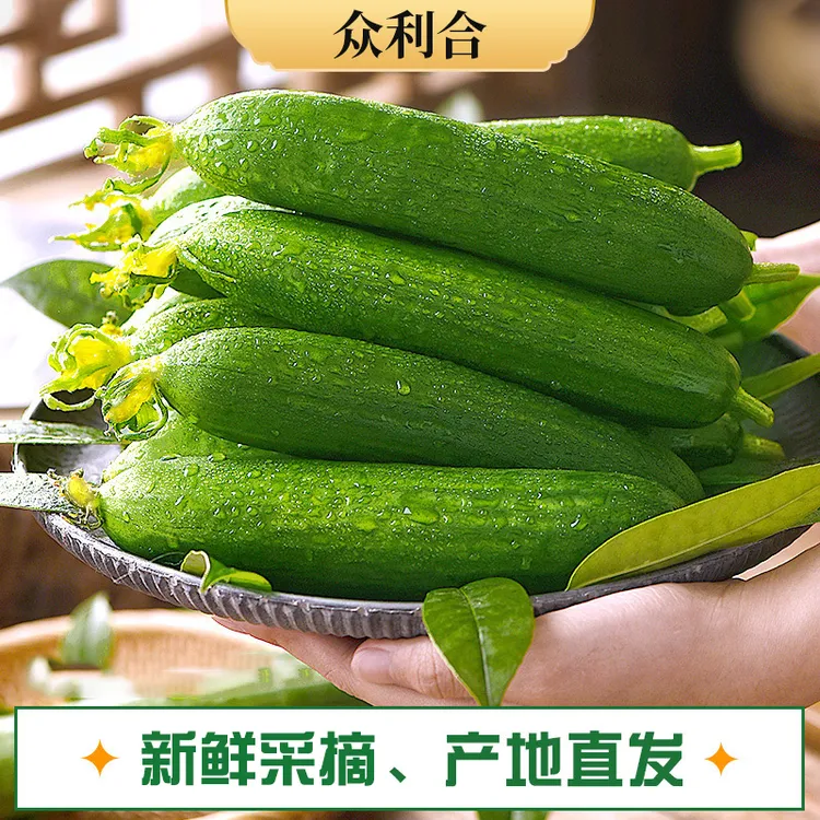 众利合山东水果黄瓜现摘现发即食小黄瓜新鲜清脆3斤q