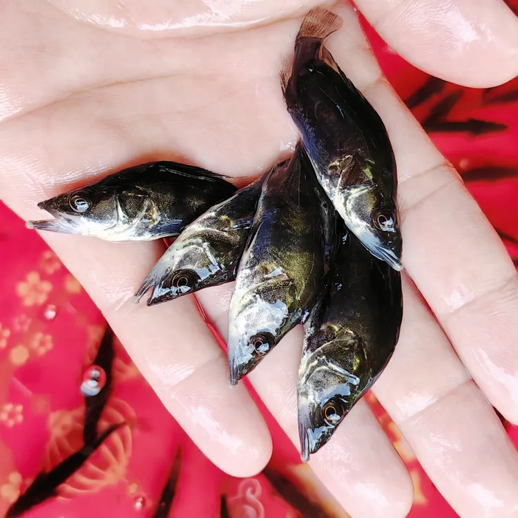 批发小鳜鱼淡水养殖桂花鱼黑金鳜暗鳜鲑鱼苗可观赏鱼苗贵鱼季花鱼