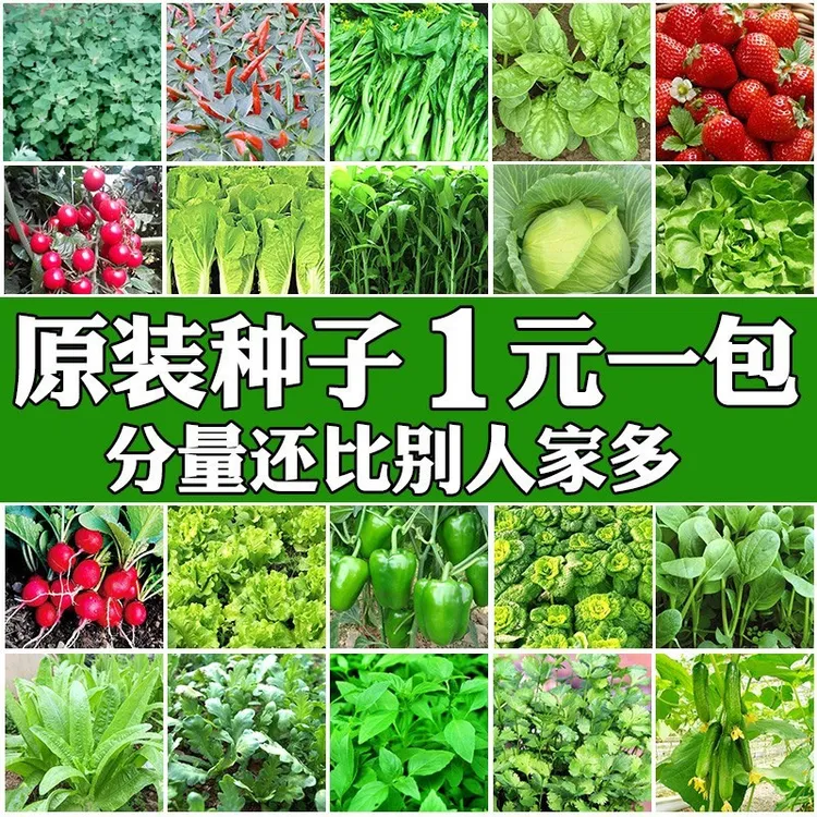 四季种植青菜生菜菠菜籽白菜萝卜无公害秋天蔬菜种子香菜香菜种子