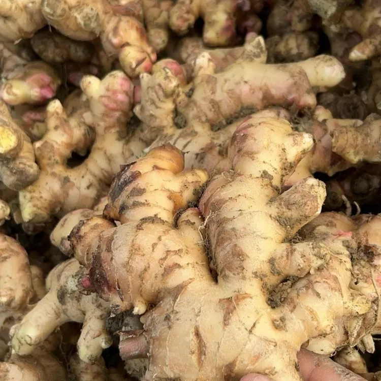 【坏姜包赔】广东大肉姜新鲜猪脚姜无渣大肉姜批发现挖农家蔬菜