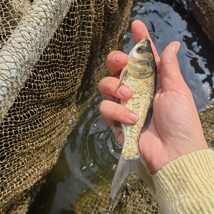 黑花胖头鲢 水族活体净化水质鱼
