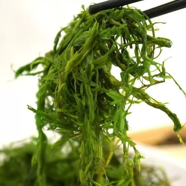 马尾藻鞭炮笋长寿菜可用于凉拌火锅串串配菜