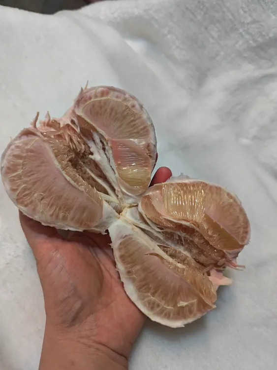 度尾文旦柚 自家果园   甘甜多汁  当季节水果 