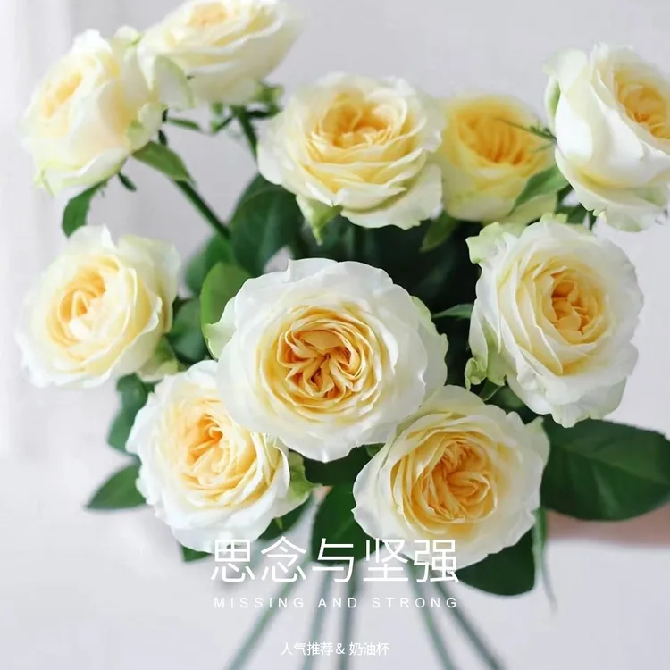 奶油杯玫瑰20枝云南鲜花基地直发朱丽叶