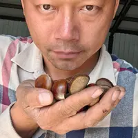 老杨寻民间板栗3斤/件～抖音
