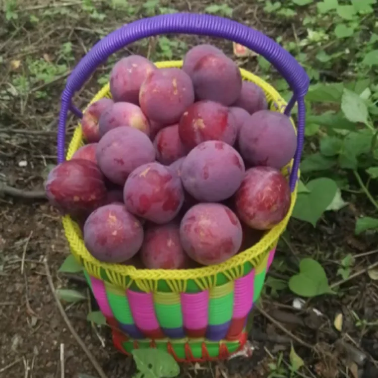 凉山彝族高山种植正宗四月李现摘青脆脱骨李酸甜可口当季新鲜5/9
