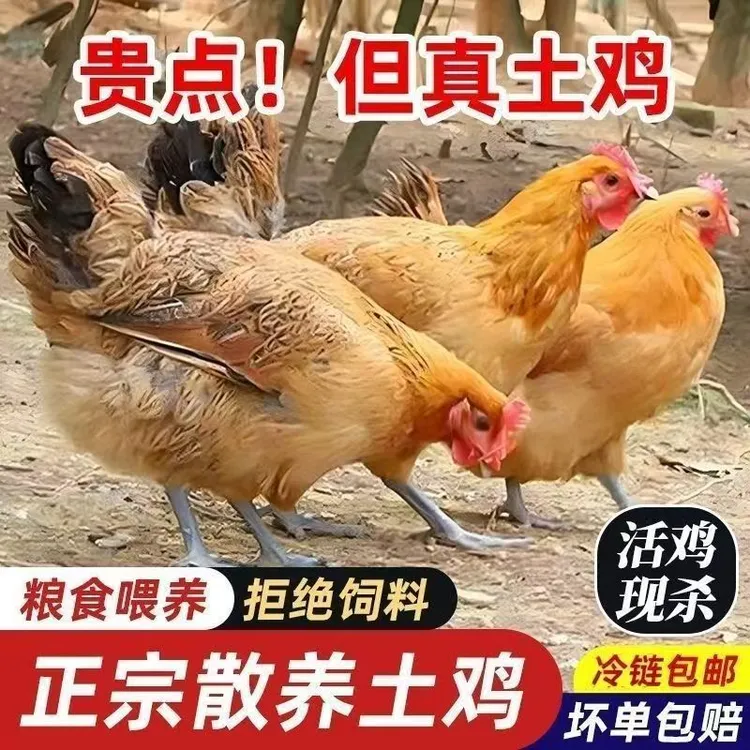 农场散养500天黑脚土鸡黄油老母鸡纯粮喂养现宰现杀冰鲜发货商品图
