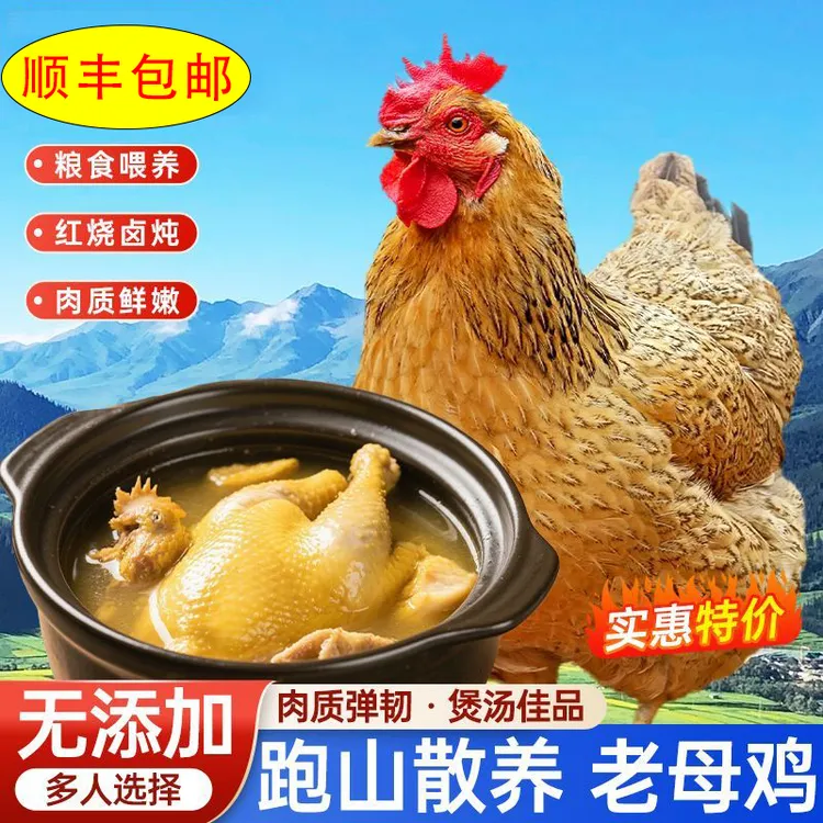 深山散养正宗新鲜现杀黄油老母鸡顺丰包邮