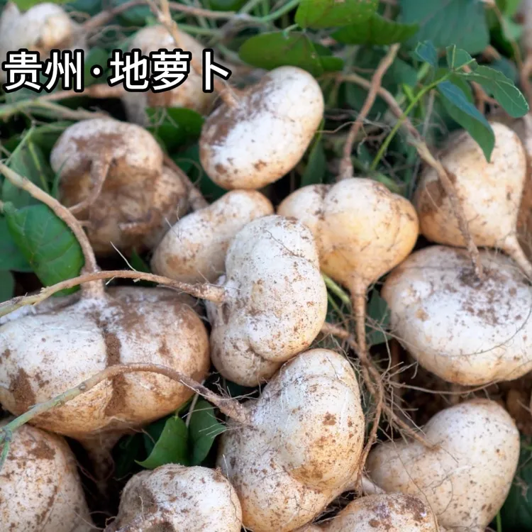 贵州新鲜地萝卜地瓜凉薯蔬菜孕妇水果脆甜多汁3斤5斤包邮