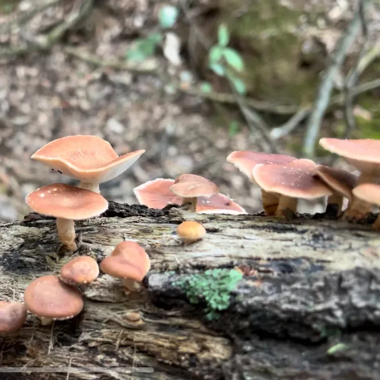 云南深山美味野生菌 野生香菇 香蕈 炖鸡 炖排骨 火锅 清炒 