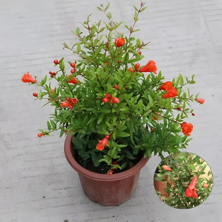 带花苞石榴花室内外潮汕红花种植潮汕石榴苗四季开花石榴树盆栽