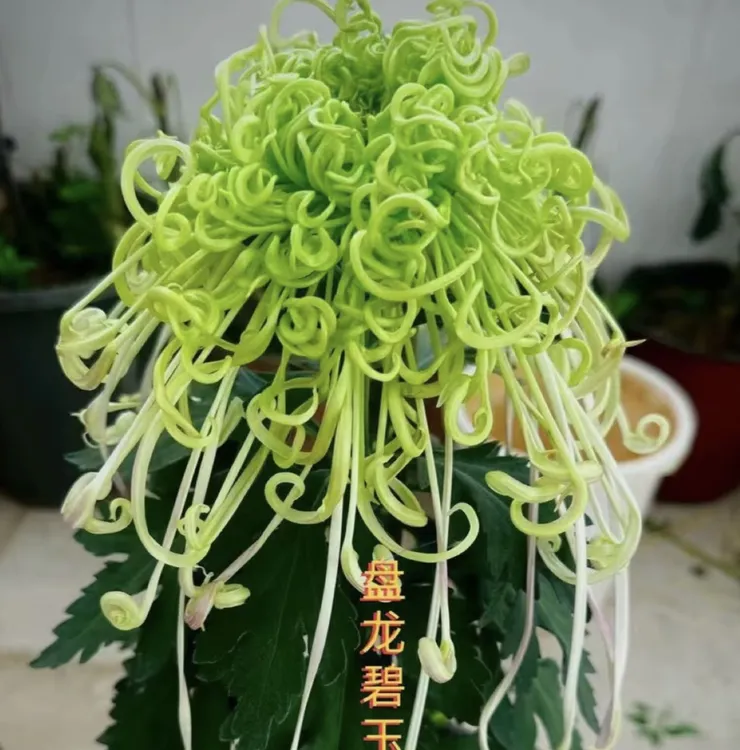 【盘龙碧玉】大花型 带花苞 阳台 花园种植 基地直销 包对