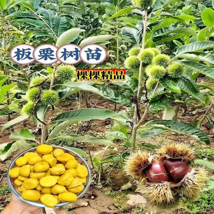 嫁接板栗树苗锥栗油栗南北方种植果树苗地栽大果早熟品种当年结果