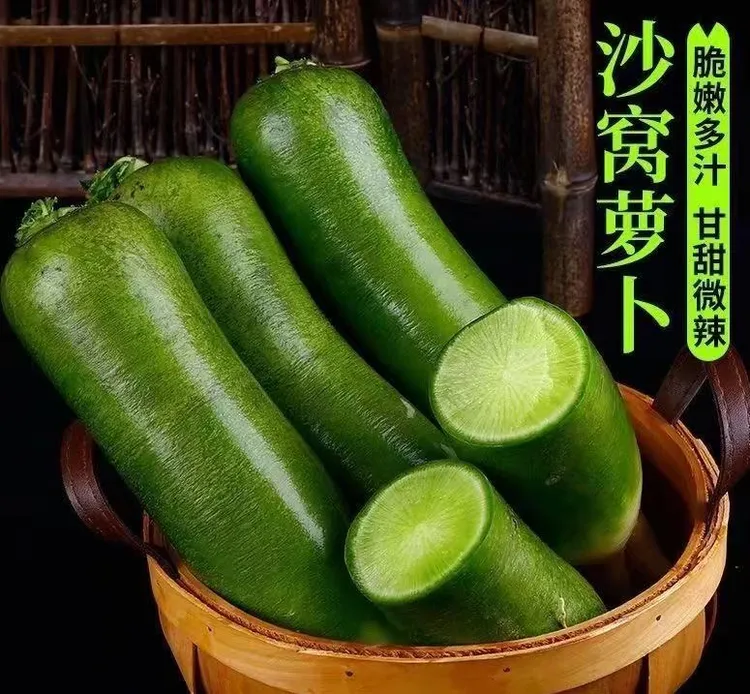 老鱼沙窝萝卜(天星2号）(净重五斤)