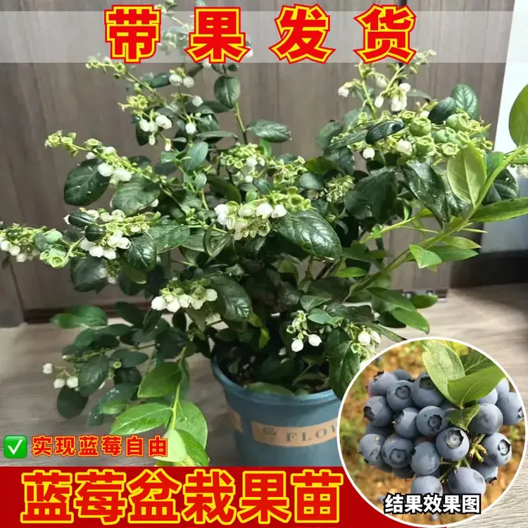 【花伴水】蓝莓盆栽大果蓝莓果苗室内食用南北方当年结果好养