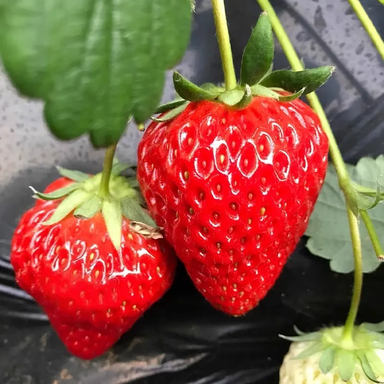 秋冬季奶油草莓种籽四季播种白草莓种籽子阳台盆栽蔬菜庭院室外