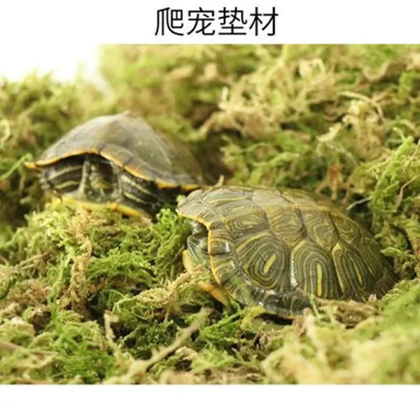 【大叔专属】乌龟冬眠专用苔藓（已消毒处理）