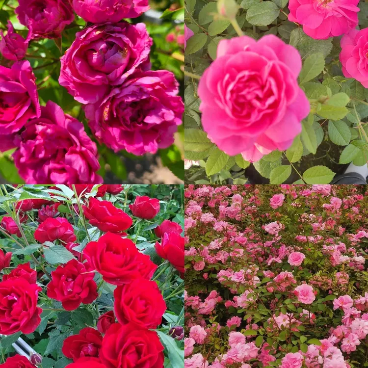 【郐姣的花园】东北抗寒花卉，月季，零下三十五℃户外无防护过冬