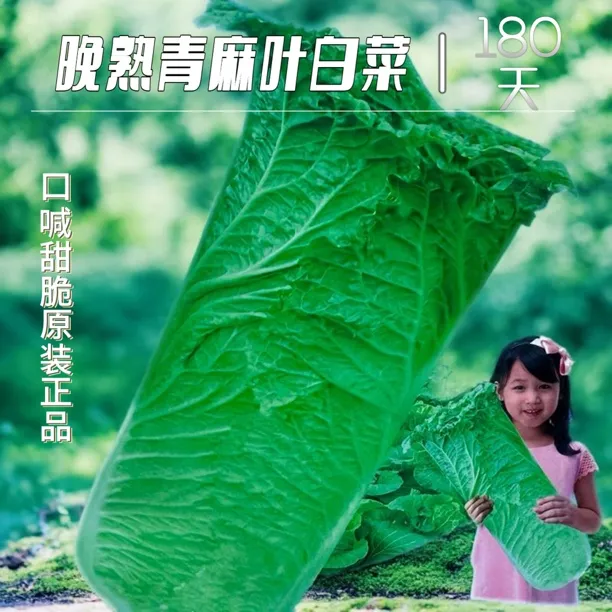 180天晚熟秋季驿站青麻叶高产白菜蔬菜种子籽耐抽苔抗病白菜种子