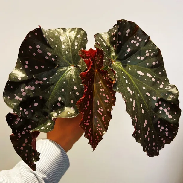 裂叶玫瑰秋海棠 4叶及以上 网红ins风绿植盆栽室内北欧观赏植物