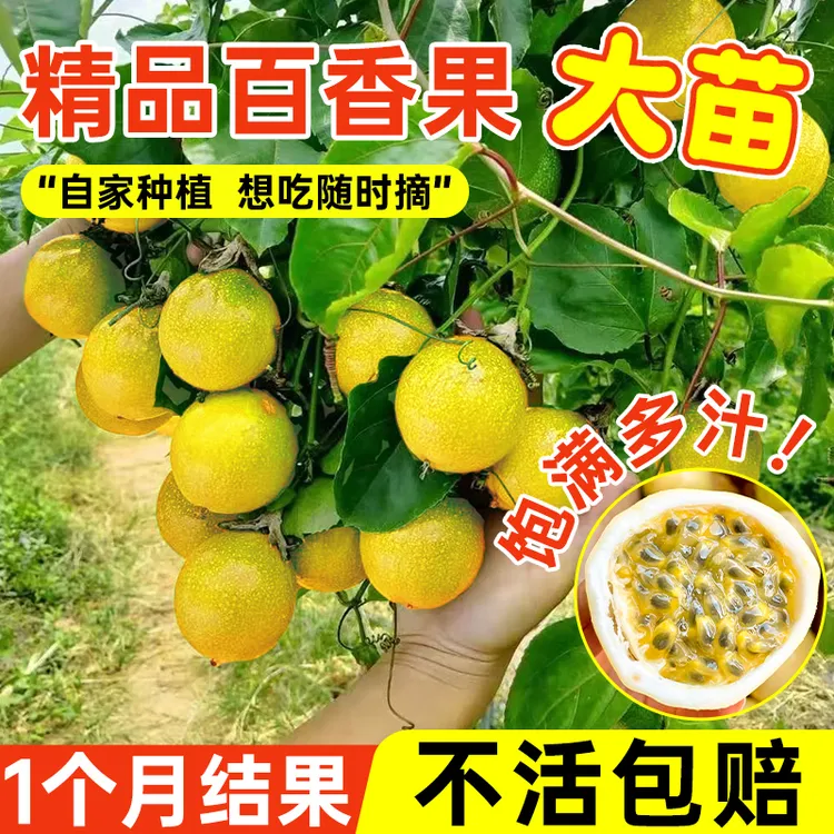广西百香果嫁接果苗黄金百香果紫香台农鸳鸯蜜当年结果四季种植