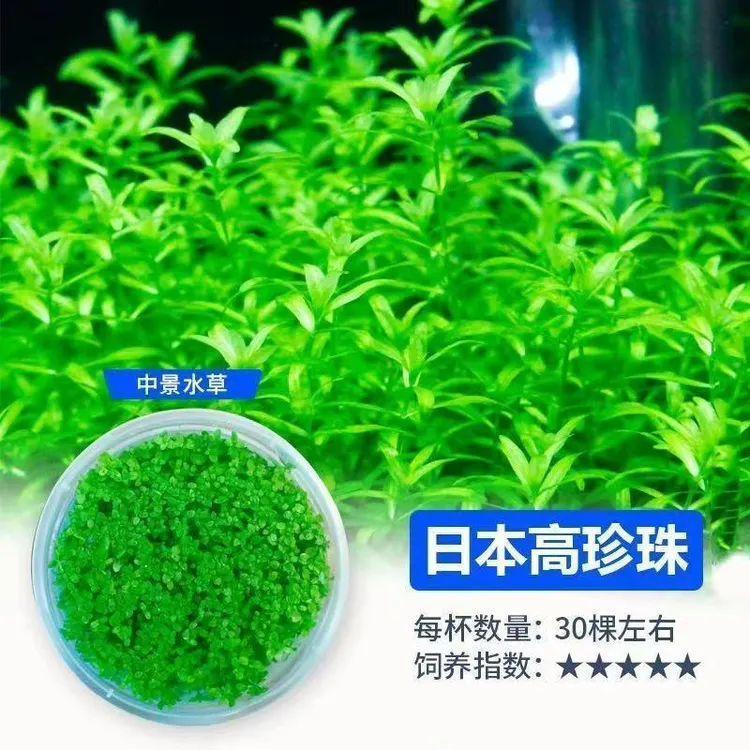鱼缸草缸无菌水草造景日本高珍珠草阴性无需懒人前景后景新手植物
