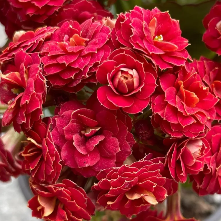 【红狐狸】稀有重瓣大花长寿盆栽花室内绿植四季开花带花苞客厅盆栽