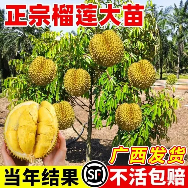 榴莲树果苗金枕榴莲南北方种正宗广西嫁接猫山王矮化盆栽水果树苗