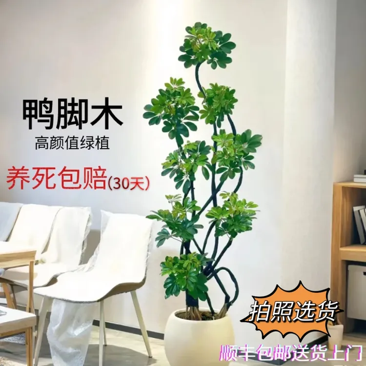 四季常青网红造型鸭脚木耐养好活高端盆栽绿植