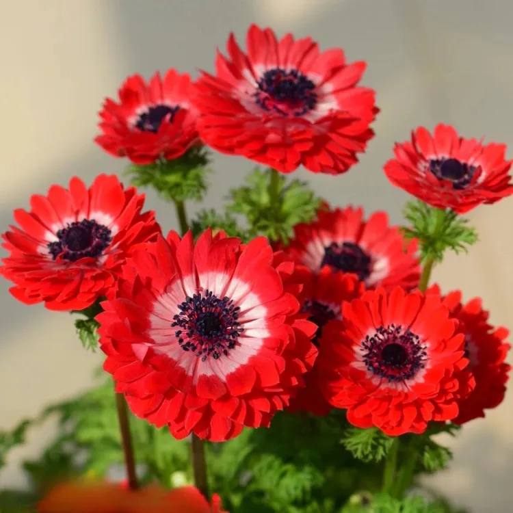 25年新球现货 进口银莲花种球 干球根秋冬季土培盆栽花卉球根植物