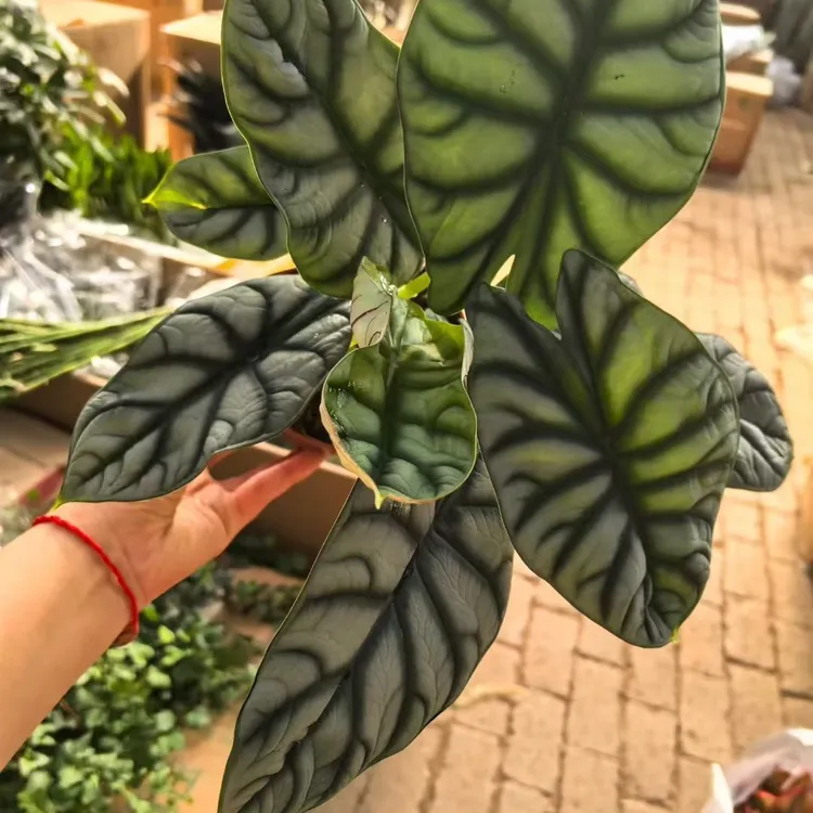 白犀牛海芋盆栽室内好养可水培网红ins风观叶绿植绿植盆栽