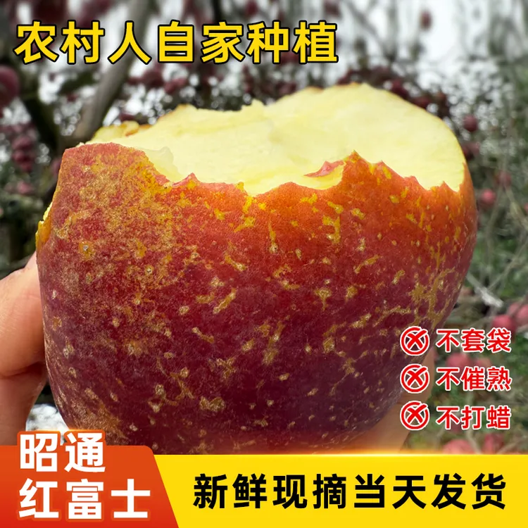 正宗昭通苹果高原红富士苹果新鲜现摘现发应季脆甜多汁当季现摘