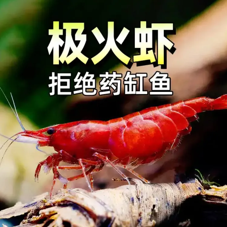 精品极火虾，清缸工具虾樱花虾