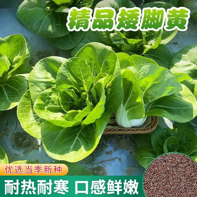 矮脚黄奶白菜种子奶油小青菜秋冬季油菜孑四季秋后菜籽蔬菜种籽