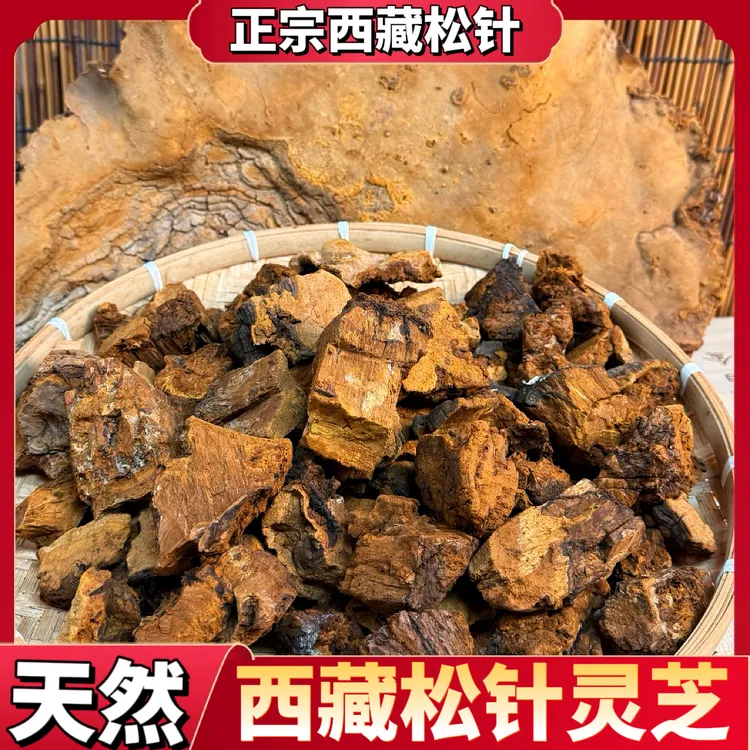 西藏松针灵芝松针层孔菌