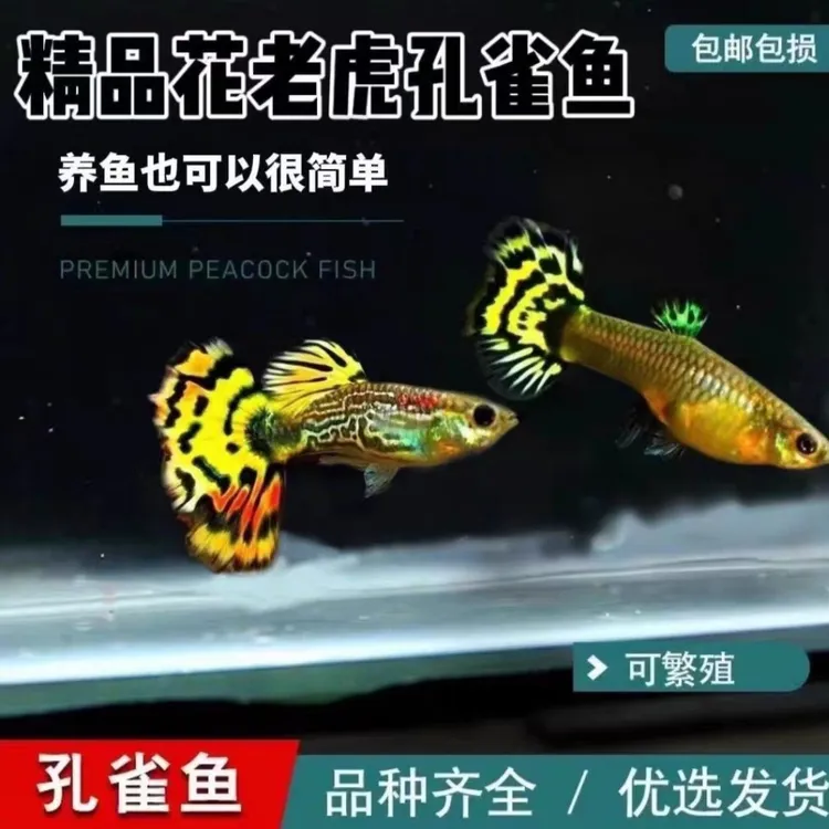 花老虎孔雀鱼 观赏鱼热带3cm左右好养耐活适合新手练手 母鱼大肚