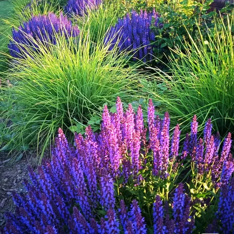 林荫耐寒宿根鼠尾草  萨利芳 蓝山 四月夜鼠尾草盆苗