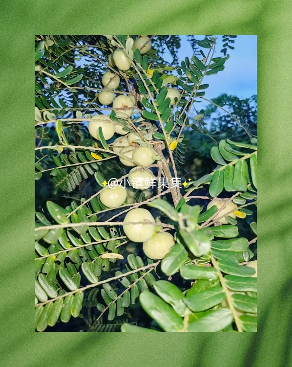 潮汕金灶油甘果新鲜水果孕妇水果可生吃榨汁煲汤回甘