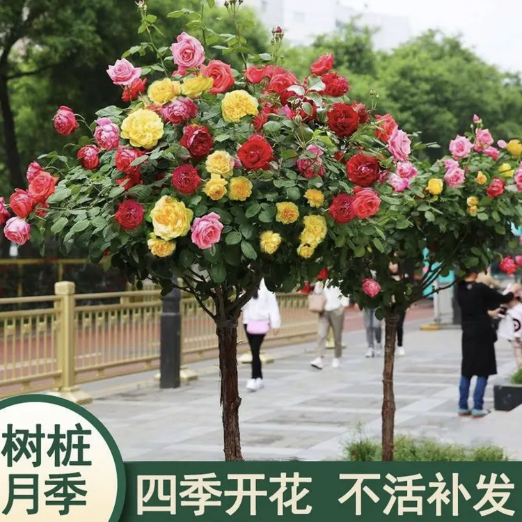 棒棒糖树桩月季开卉阳台绿植独杆直杆树状月季花四季嫁接耐寒植物