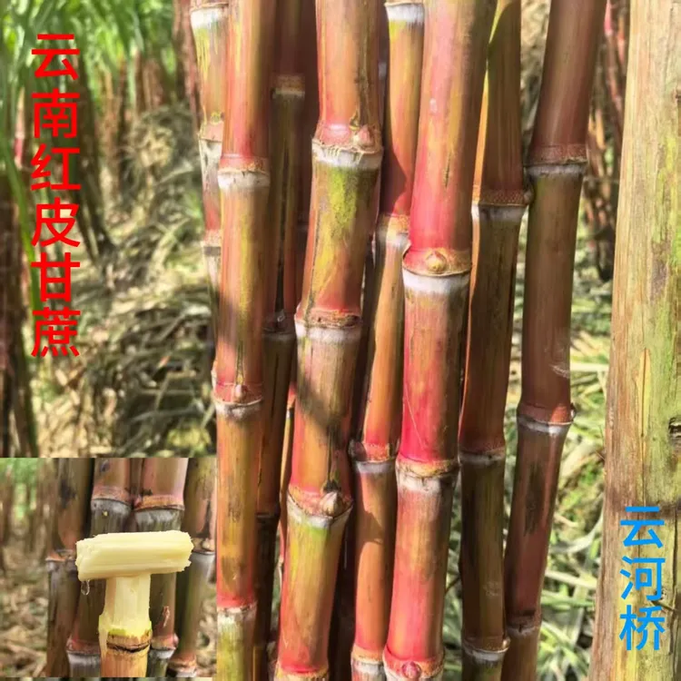 边城鲜生云南老品种红皮甘蔗脆皮甘蔗脆甜多汁孕妇水果现砍现发
