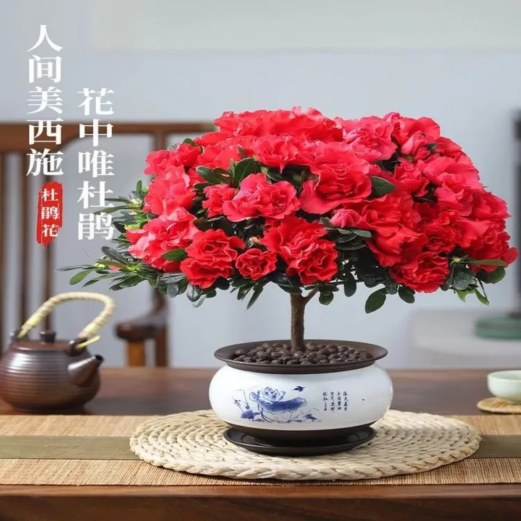 杜鹃花盆栽花卉植物室内名贵大颗老桩四季开观花不断好养易活绿植