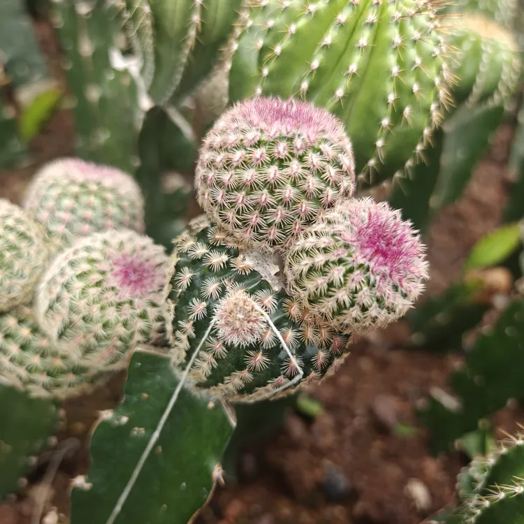 双头红太阳仙人球多肉植物室内防辐射好养开花，单头