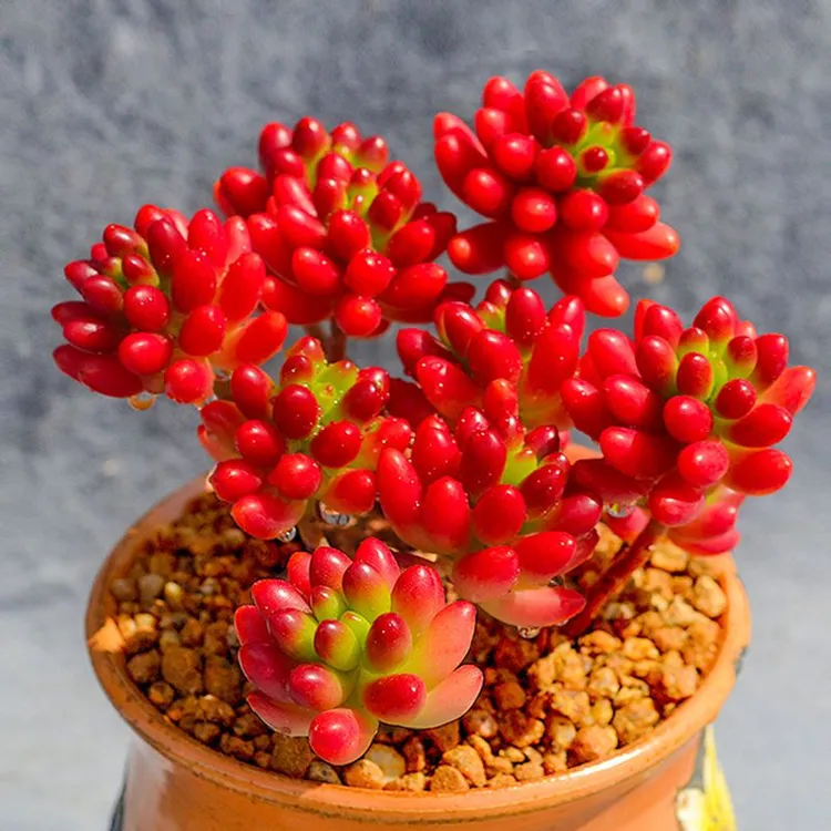 多肉植物易爆盆景天科办公室花卉绿植防辐射虹之玉锦群生多头回购