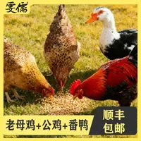 【娟娟1】2只2年母鸡+赠1只大公鸡+赠一只番鸭组合装4只净重11斤