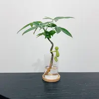 【抱住发财】水培发财树盆栽面办公室工位绿植摆件植物客厅招财